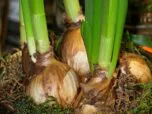 Jardin communautaire