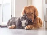 Animaux