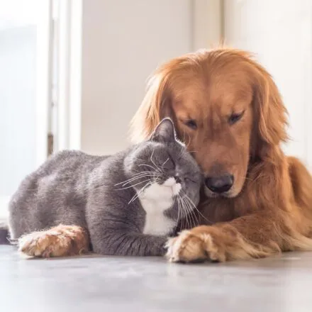 Animaux