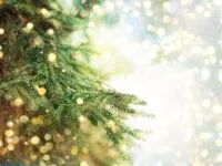 Récupération des sapins de Noël (9 janvier limite)