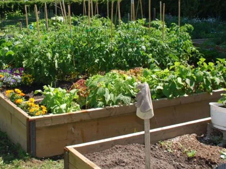Réservez votre espace pour le jardin communautaire