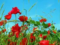 Campagne du Coquelicot lancée