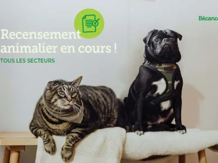 Recencement animalier en cours