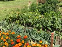 Réservez votre espace pour le jardin communautaire