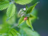 Un arbre de façade gratuit pour les nouvelles résidences