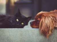 Reprise du recensement animalier