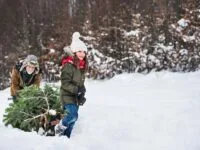 Récupération des sapins