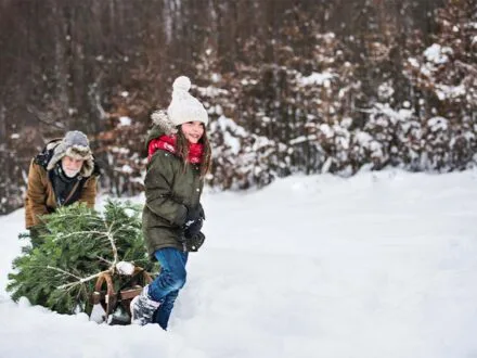 Récupération des sapins