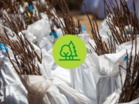 Distribution gratuite d’arbres