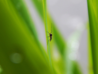 Nouveauté : Guide pour limiter la prolifération des insectes piqueurs