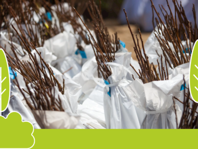 Journée de l&rsquo;arbre