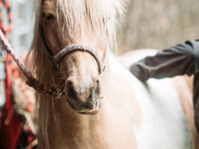 Poney des neiges | Parc régional de la rivière Gentilly