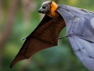 Les chauves-souris; ces mystérieuses belles de nuit ! | Parc régional de la rivière Gentilly