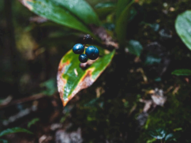 Marche d’identification avec GROBEC | Parc régional de la rivière Gentilly
