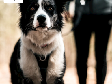 Atelier canin avec Lucie Robertson | Parc régional de la rivière Gentilly