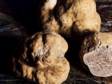 Recherche de truffes | Parc régional de la rivière Gentilly