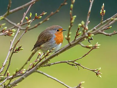 Conférence Jardiner pour les oiseaux